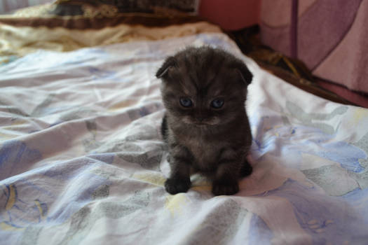 Kitty Scottish Fold