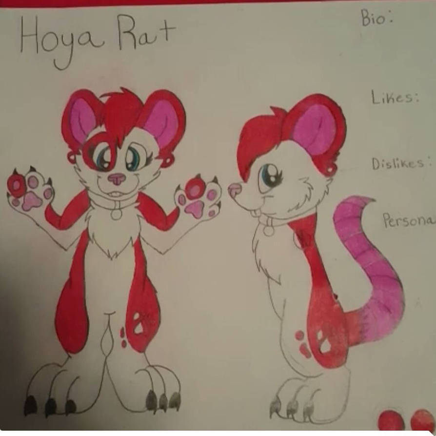 hoya rat by webkinzfun8