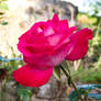 Dark PiNK Rose III