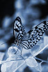 Blue Butterfly by sarahcrack5