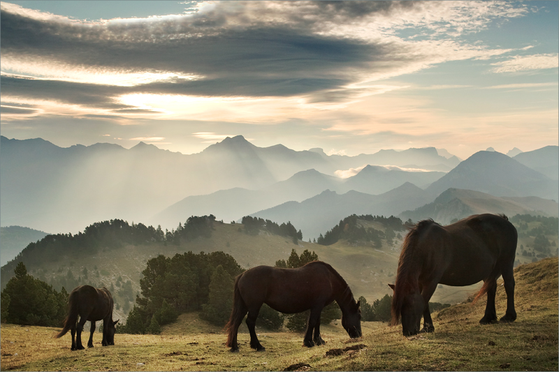 Chevaux de Combeau