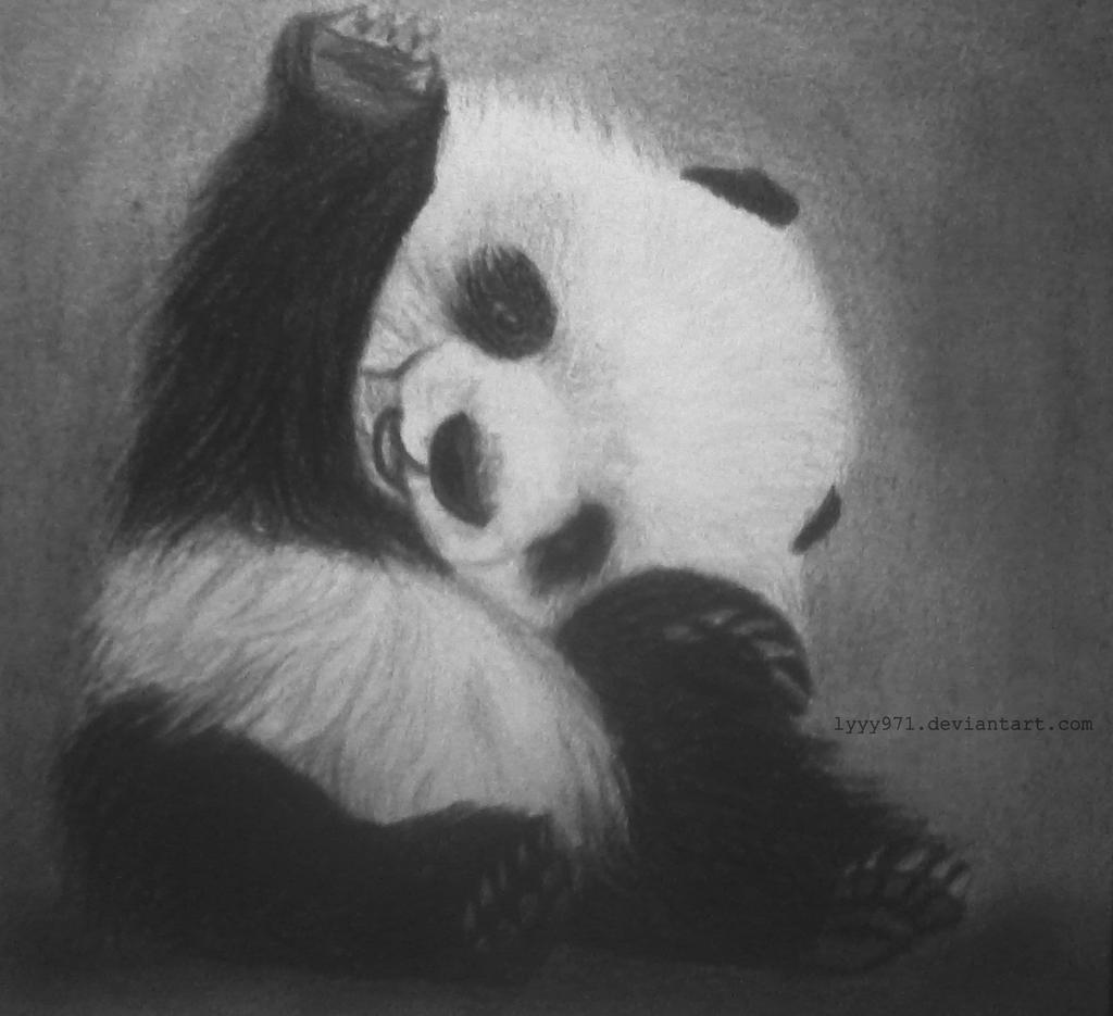 Panda drawing