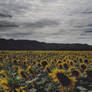 Sunflowers II