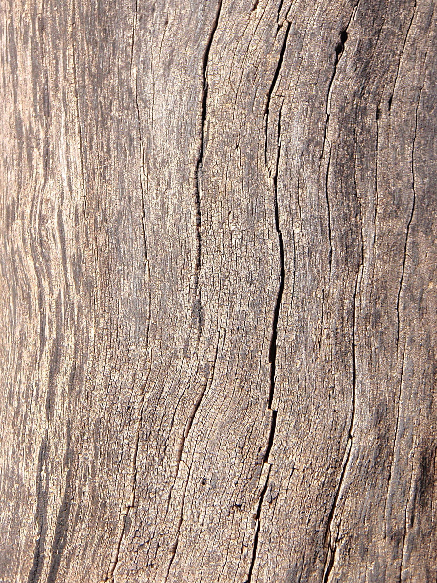 Texture tronco - wood - madera