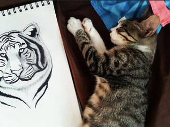 my cat Ari dreaming of being a tiger