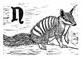 N numbat
