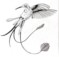 Skeletal hummingbird