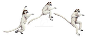 Sifaka jumping sequence