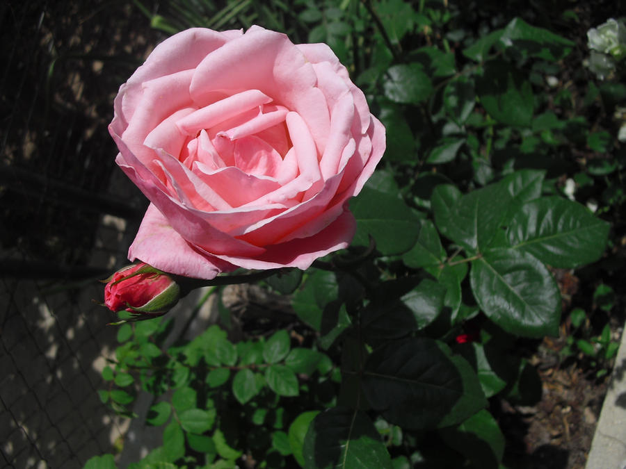 Pink Rpze Pink rose. by YaizaPerez on DeviantArt