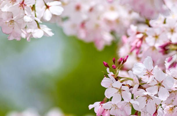 Under the Sakura Tree