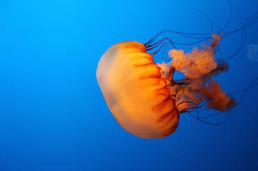 Jellyfish