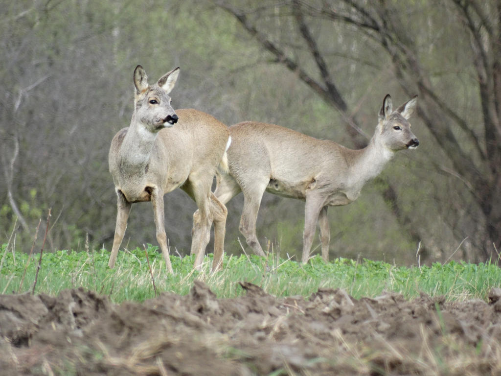 Watchful Roe-Deer Couple