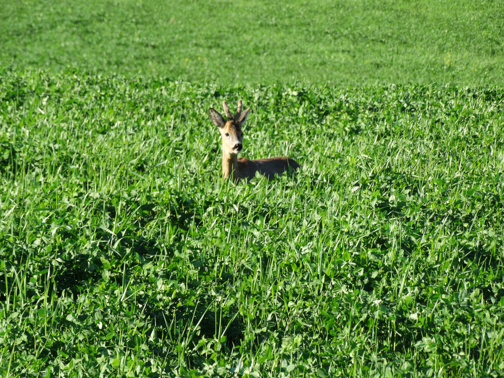 Roe-Deer2