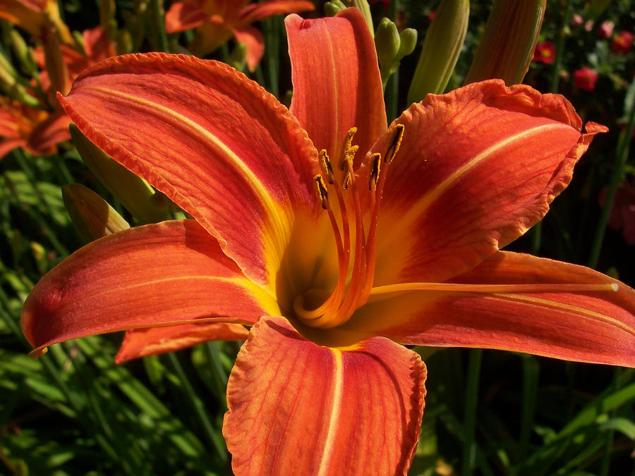 Orange Day Lily II