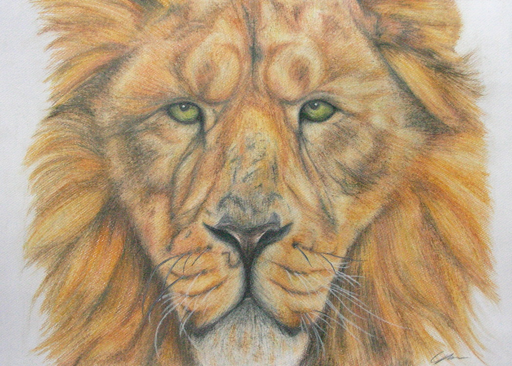 Lion Portrait