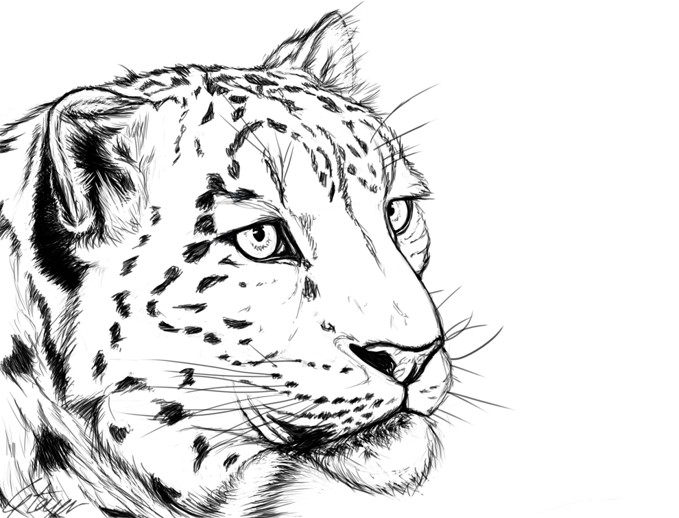 Snow Leopard By Tawned On Deviantart Snow Leopard By Tawned On Deviantart