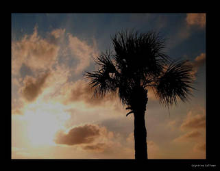 Silhouette Of Nature