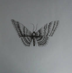 A butterfly
