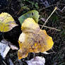 Fallen Leaf Detail