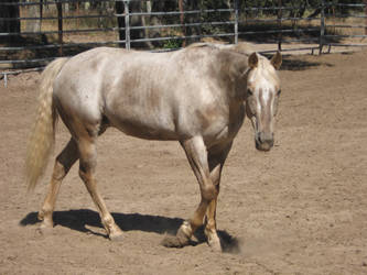 Appy Mare Stock 5