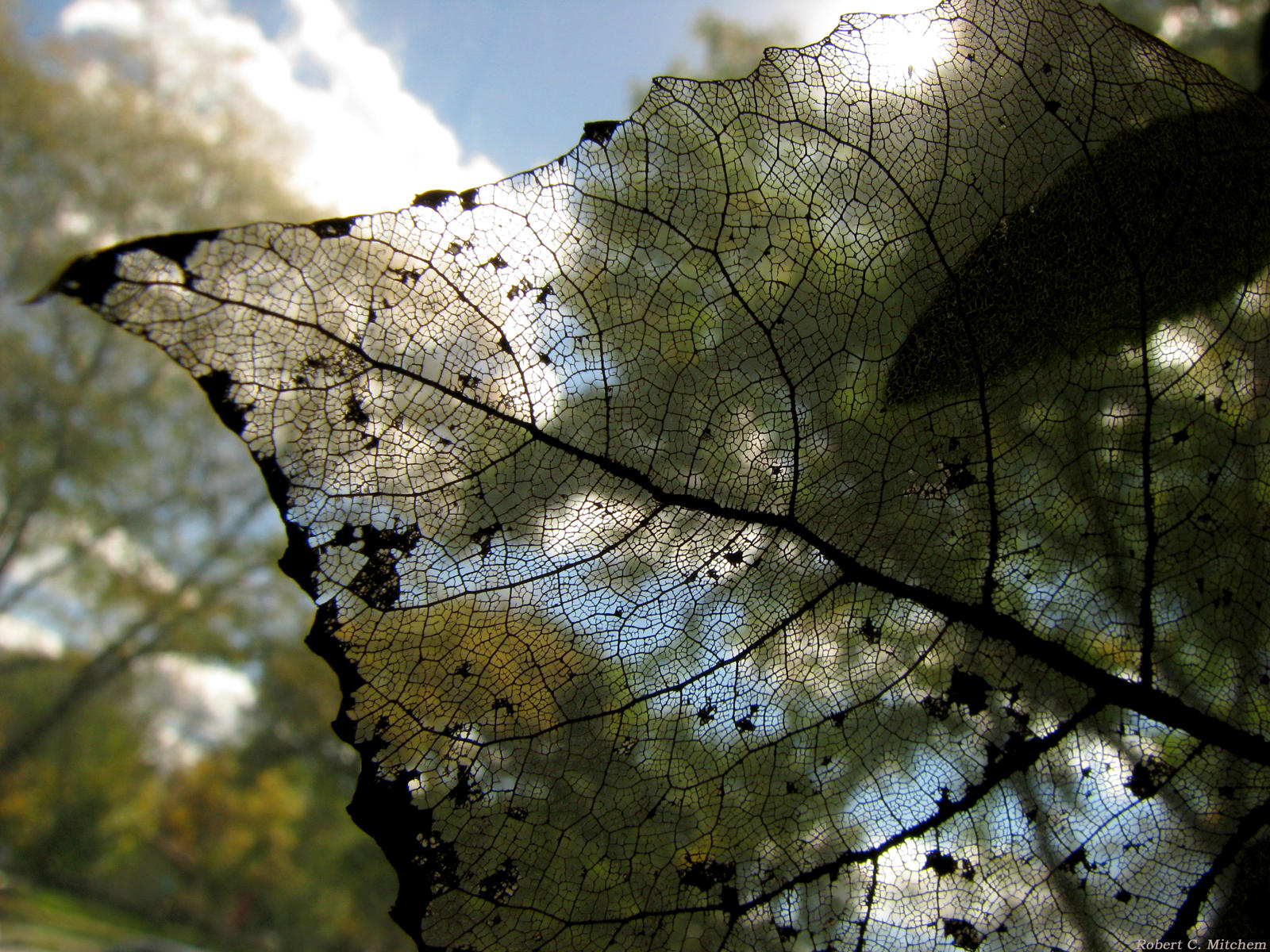 The Veil of a Leaf