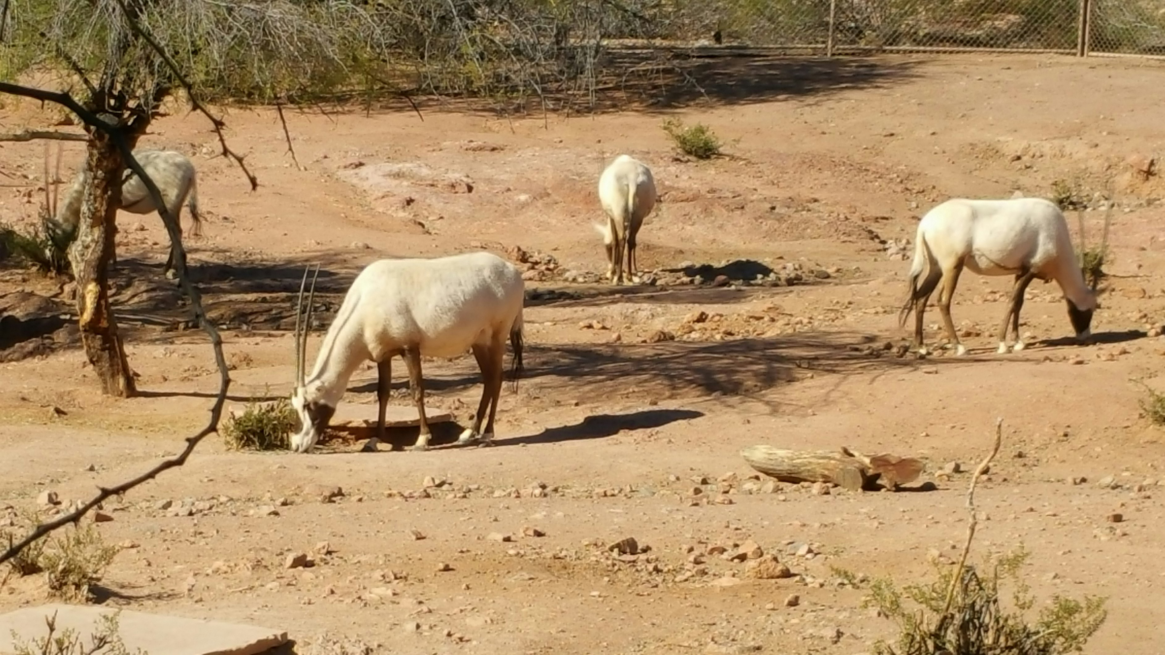 Four Oryx 