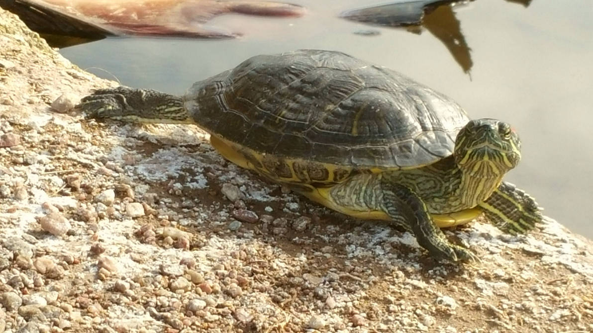 Hello Turtle by RobMitchem on DeviantArt