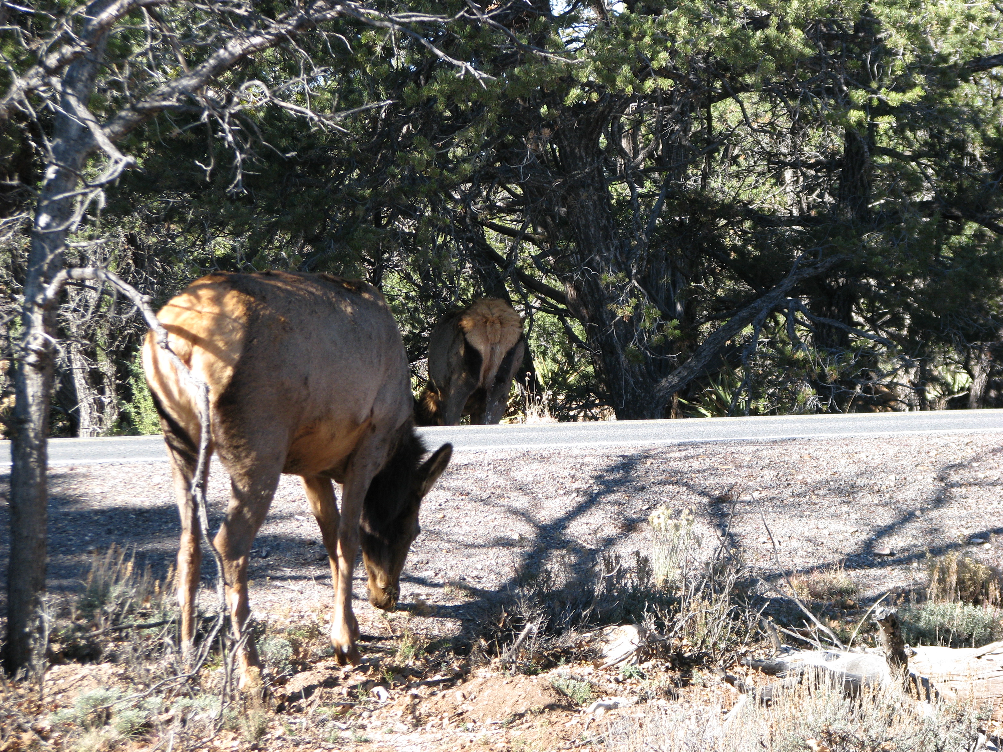 Grand Canyon IMG_8620