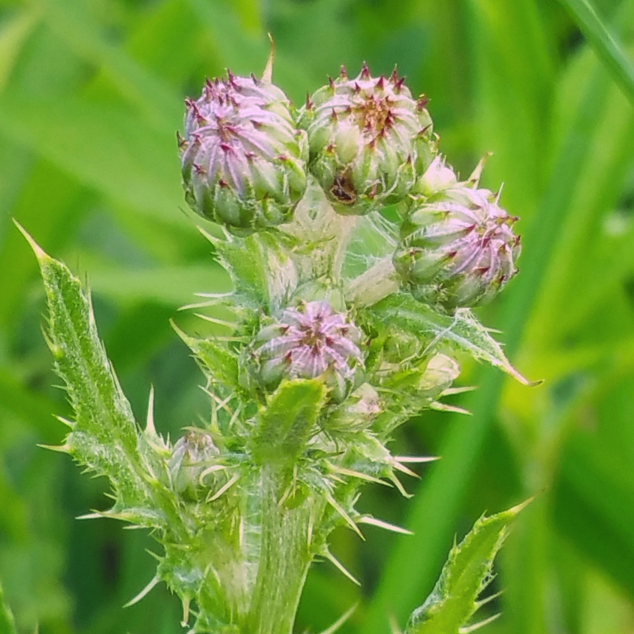 Today's Thistle