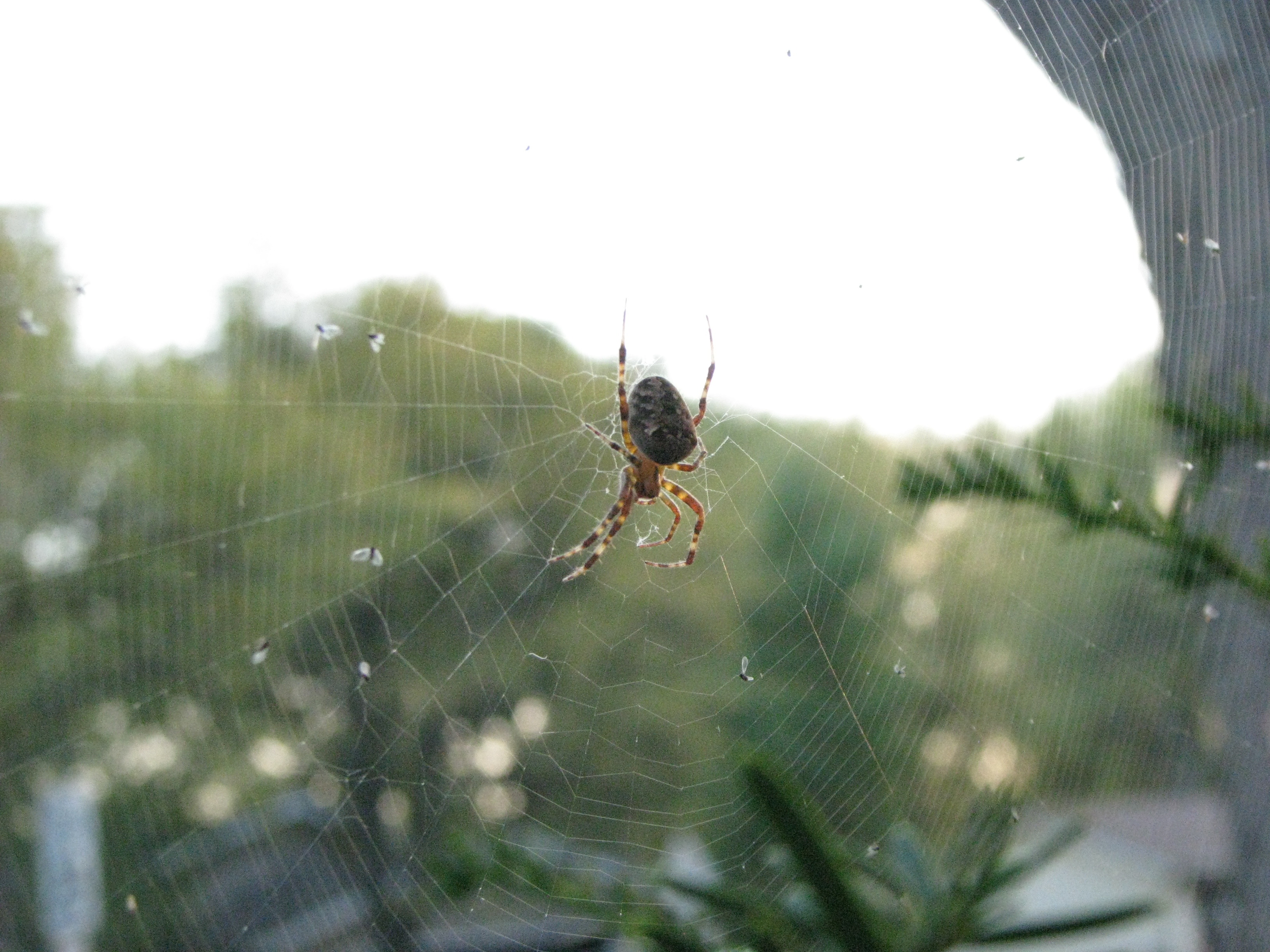 Evergreen Bush Spider