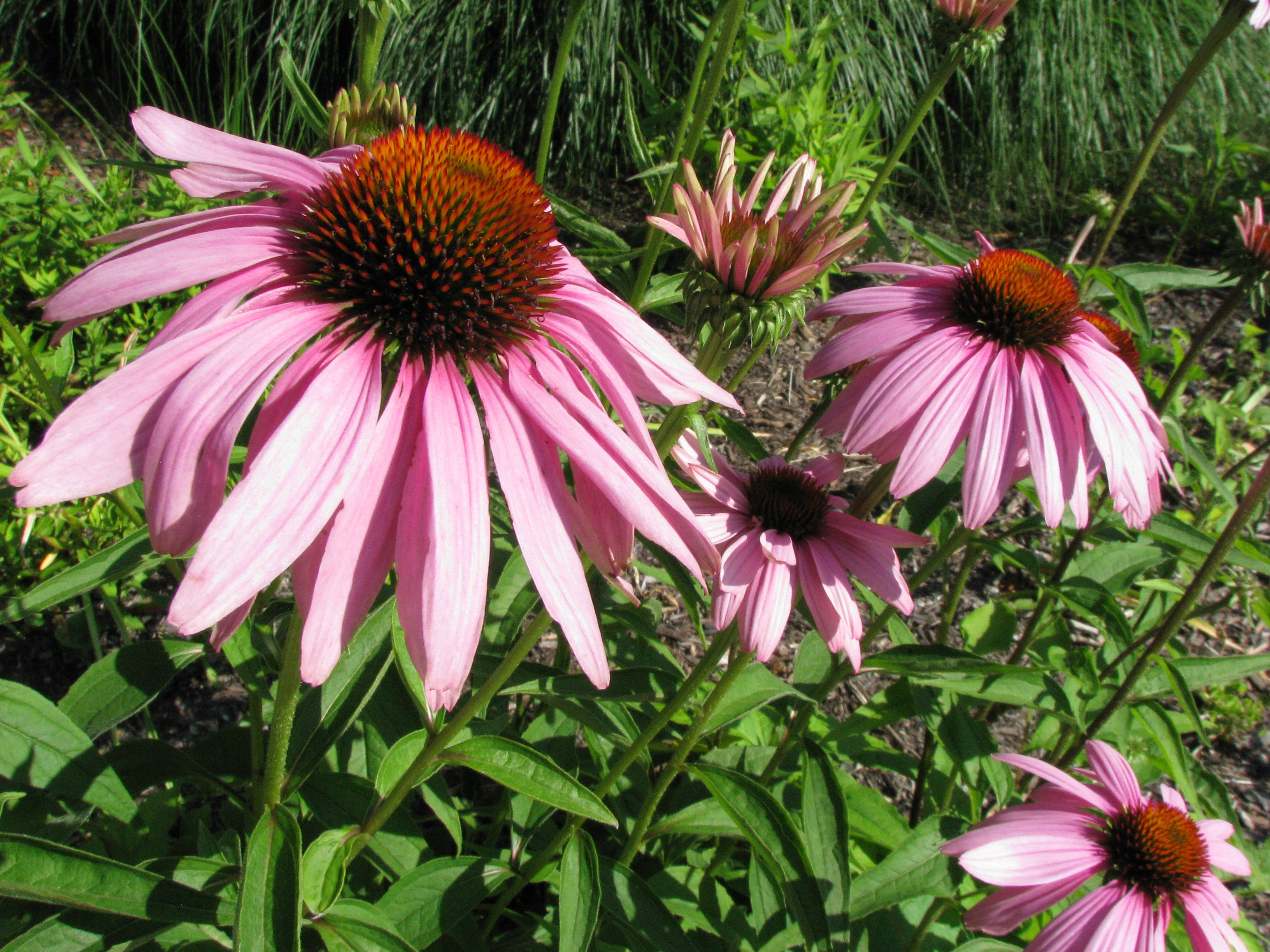 Group of Flowers