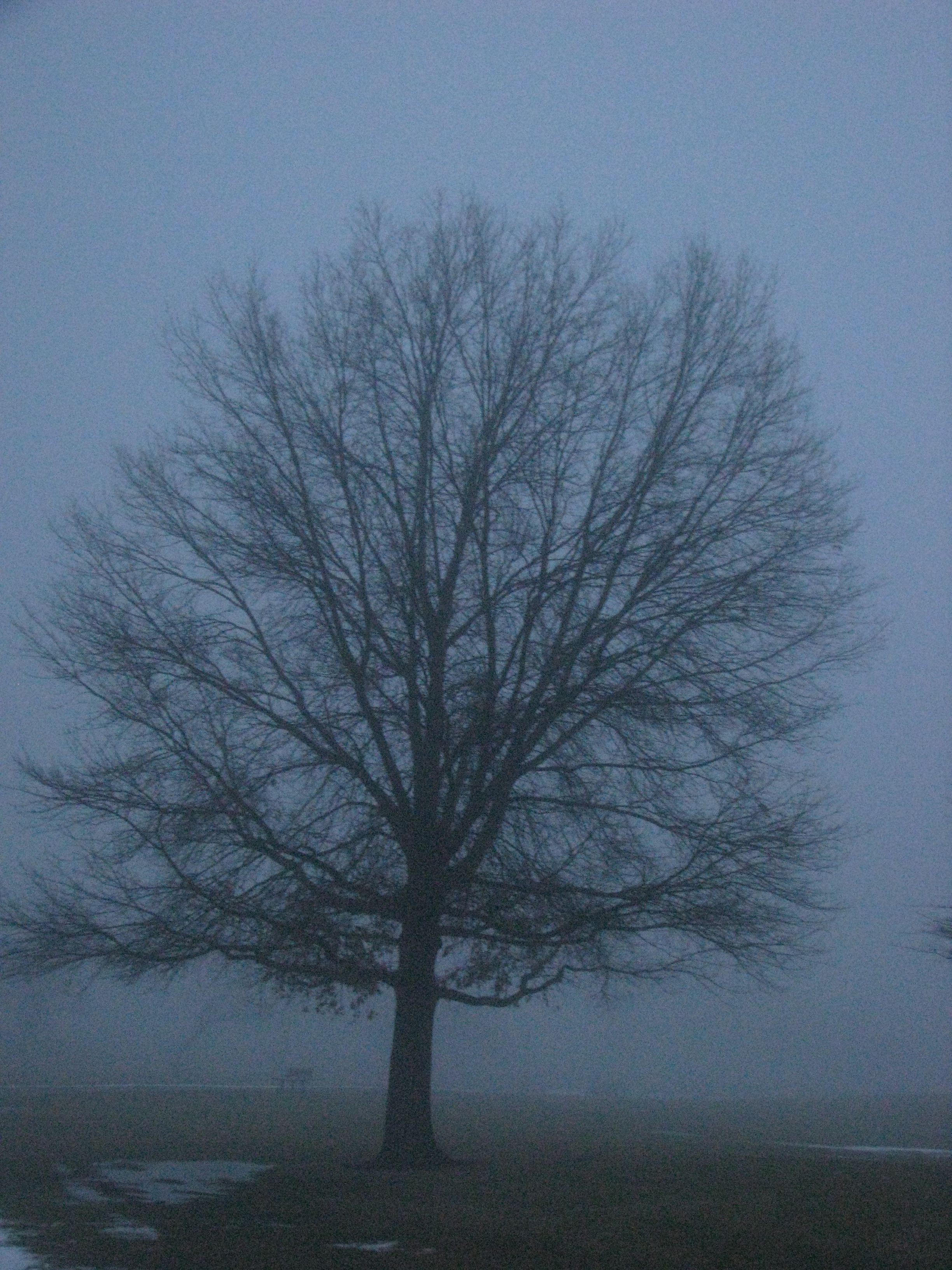 Lone Tree in the Cool Mist