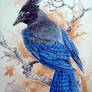 Steller's Jay