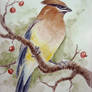 Cedar Waxwing