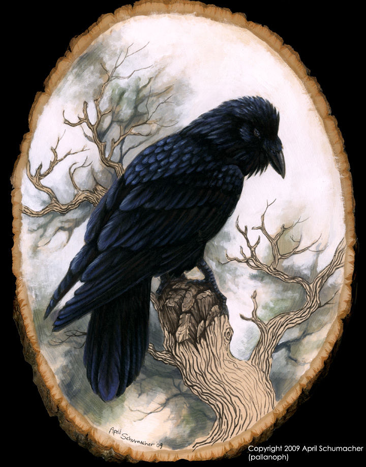 Raven Portrait no. 2