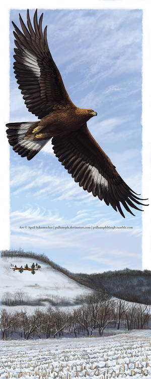 Golden Eagle: Over Winter Hill Prairie