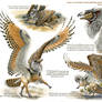 Custom Aequis: Desert Rufous-Legged Owl