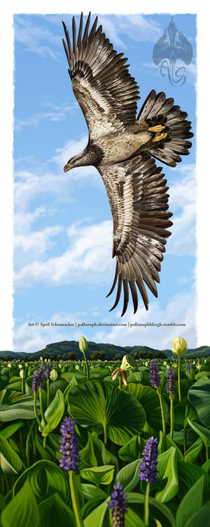 Bald Eagle: Fourth Year