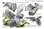 Custom Aequis: Tropical Harpy