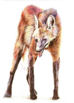 Maned wolf