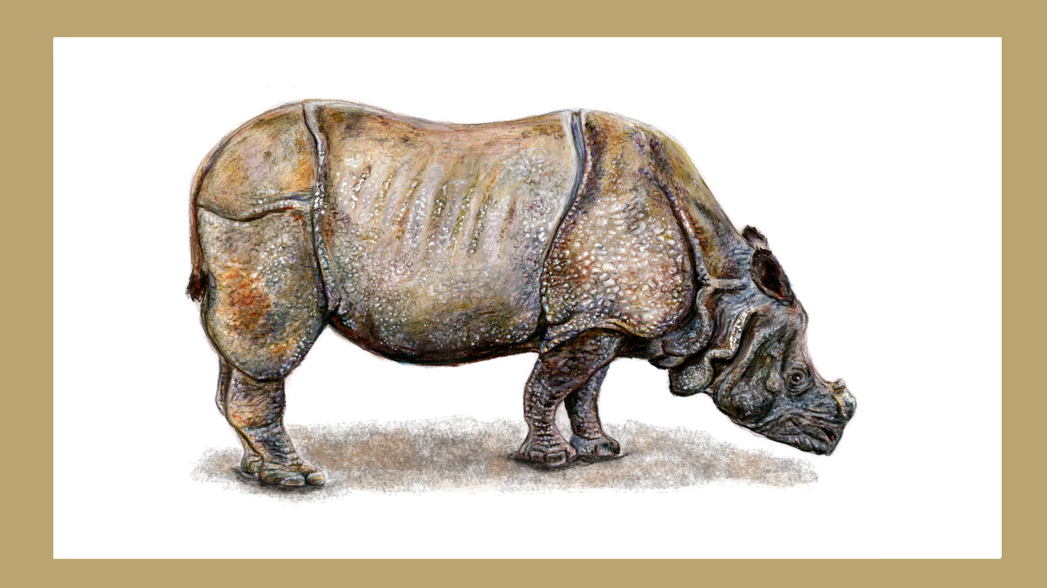 Indian Rhinoceros