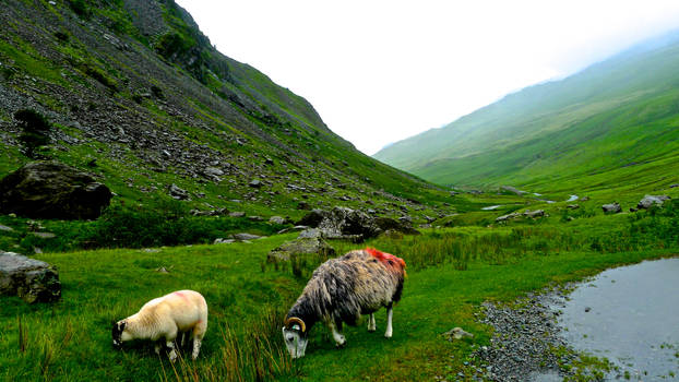 Scottish Sheep (highlands)