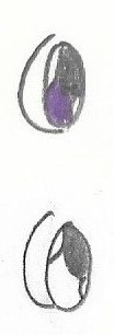 How kaitogirl draws her eyes sideways