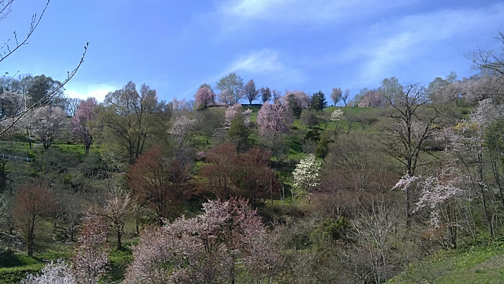 Sakura in Kitami 2013 6