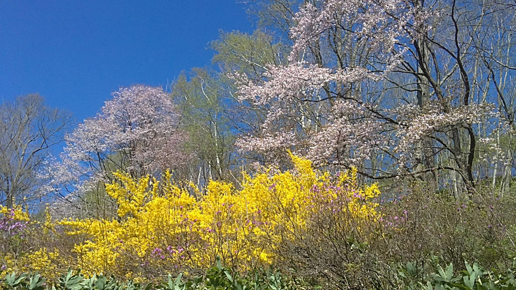 Sakura in Kitami 2013 4