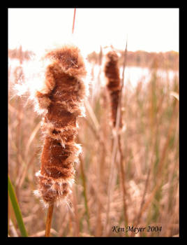 Cattail