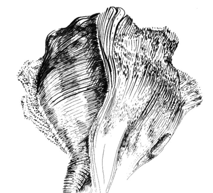 Shell Hatching Drawing Hatching- Sea Shell by PoolingInspiration on DeviantArt