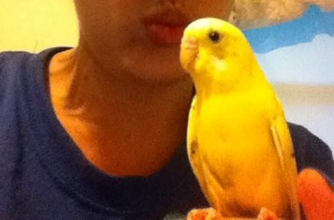 My budgie