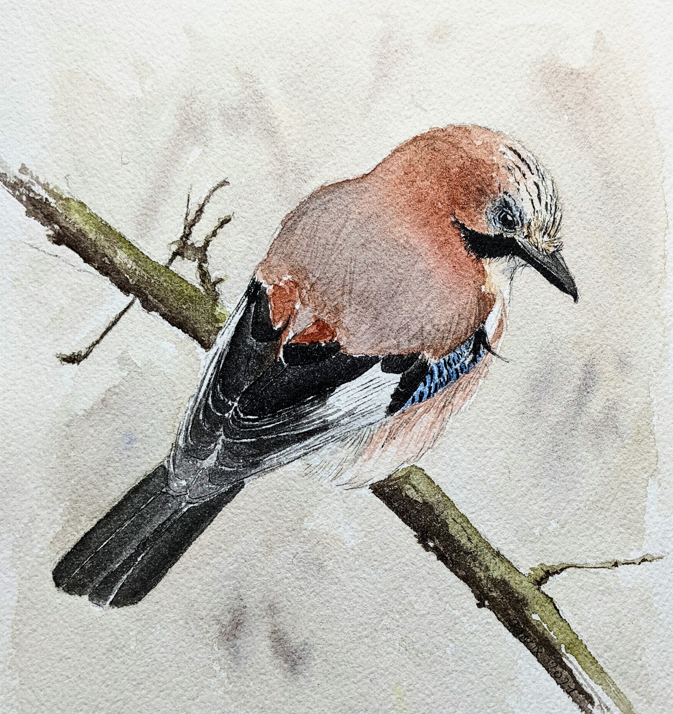 European Jay By Archiwyzard On DeviantArt european-jay-by-archiwyzard-on-deviantart