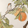 Sparrow and oranges